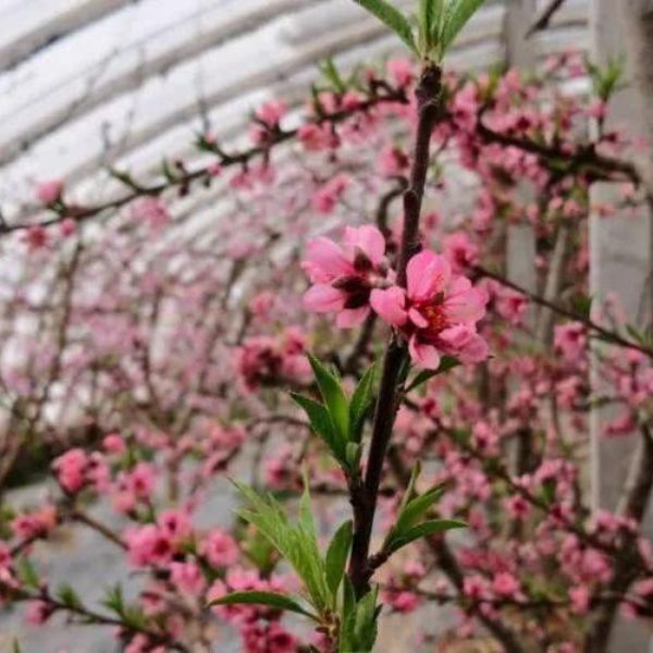 瓜州：溫室大棚桃花俏春意濃濃惹人醉